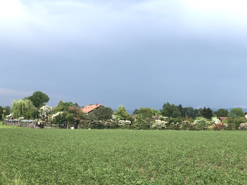 Blühendes
