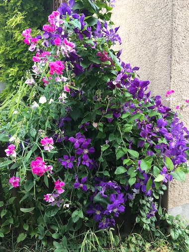 Blühendes