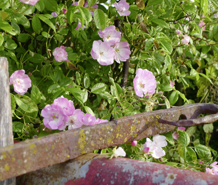 Rosen