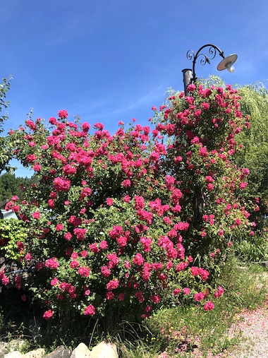 Rosen