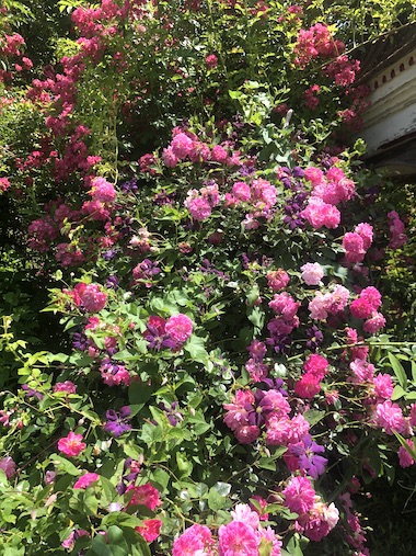 Rosen