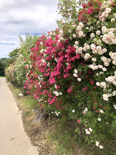 Rosen