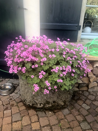 Gefässbepflanzung
